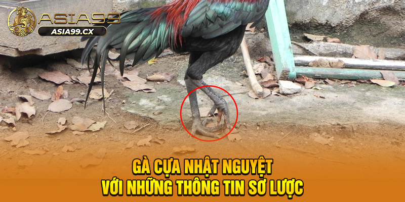 Gà cựa nhật nguyệt với những thông tin sơ lược