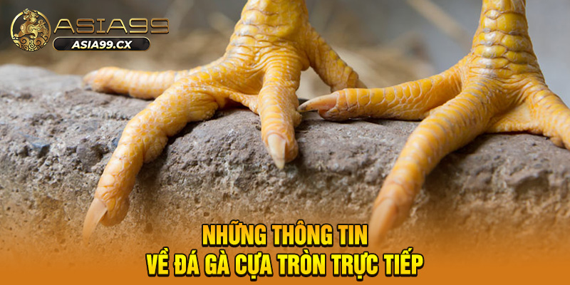 Những thông tin về đá gà cựa tròn trực tiếp